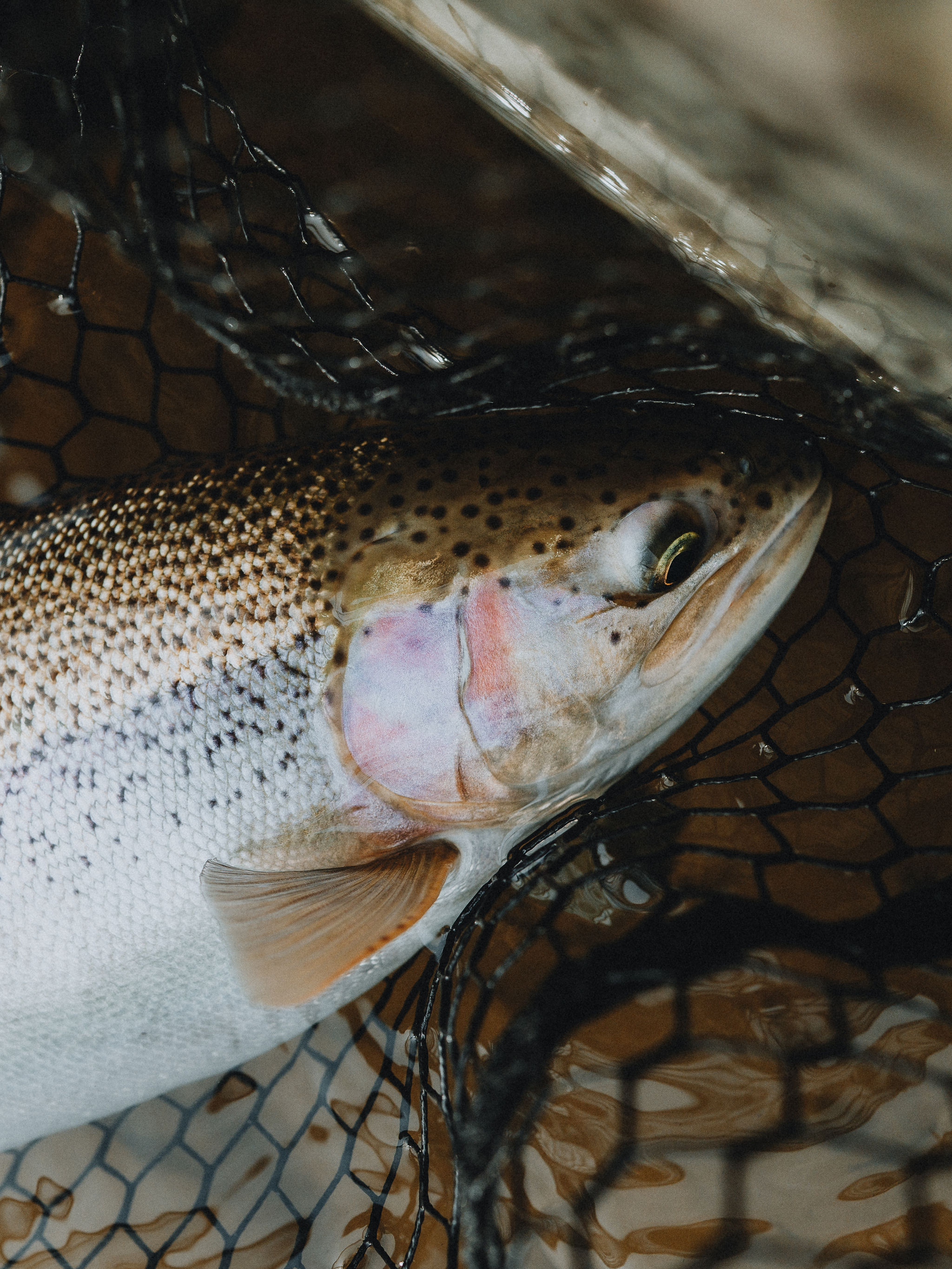Rainbow trout in a net