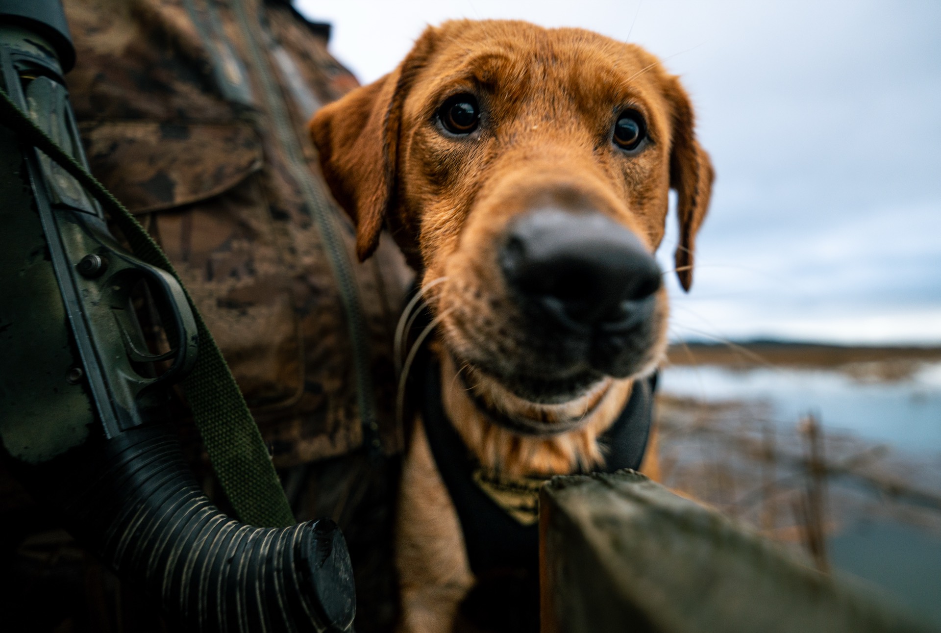 Bird dog leaning in close beside a hunter at a marsh blind
