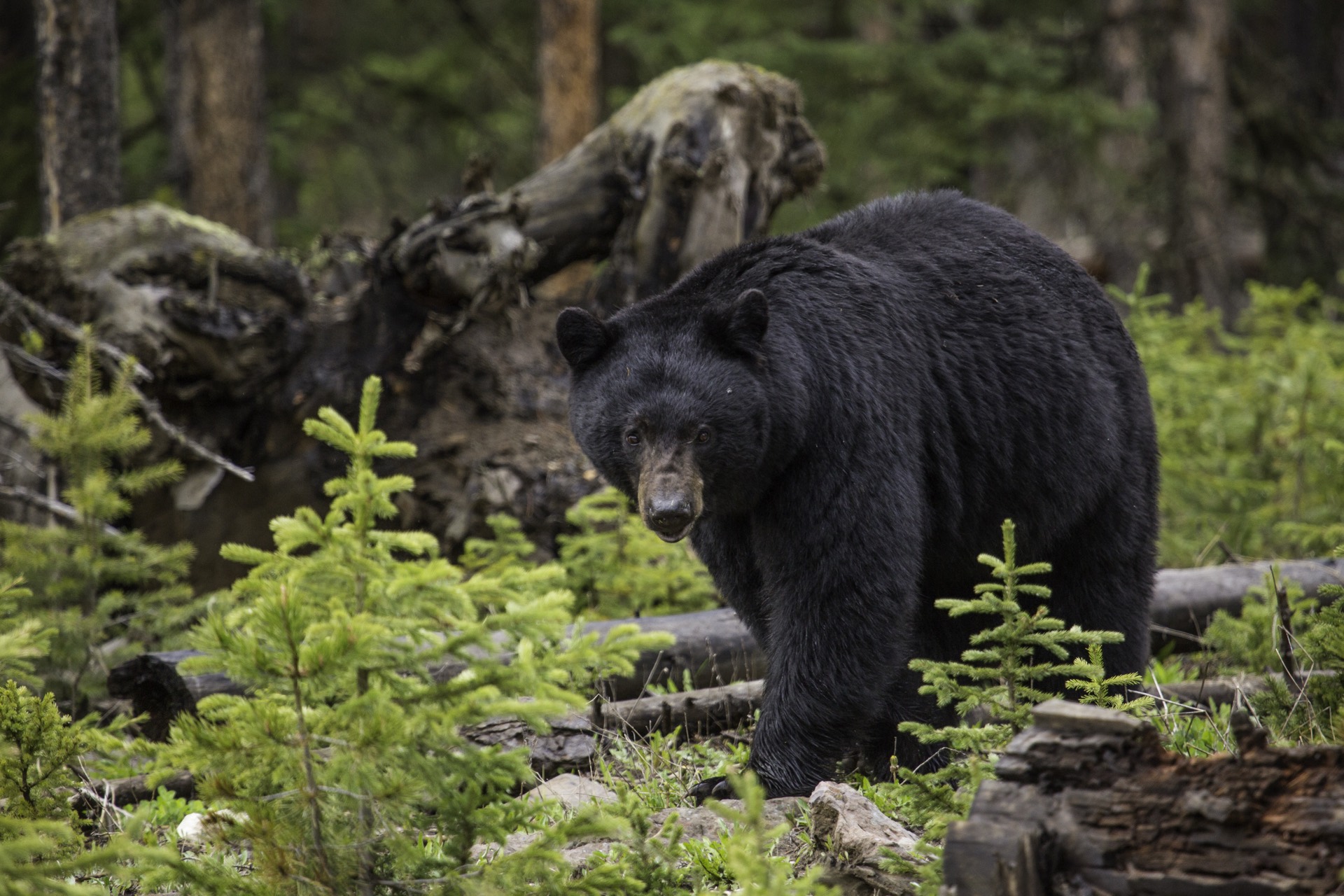 Black bear moving through deadfall and young conifers