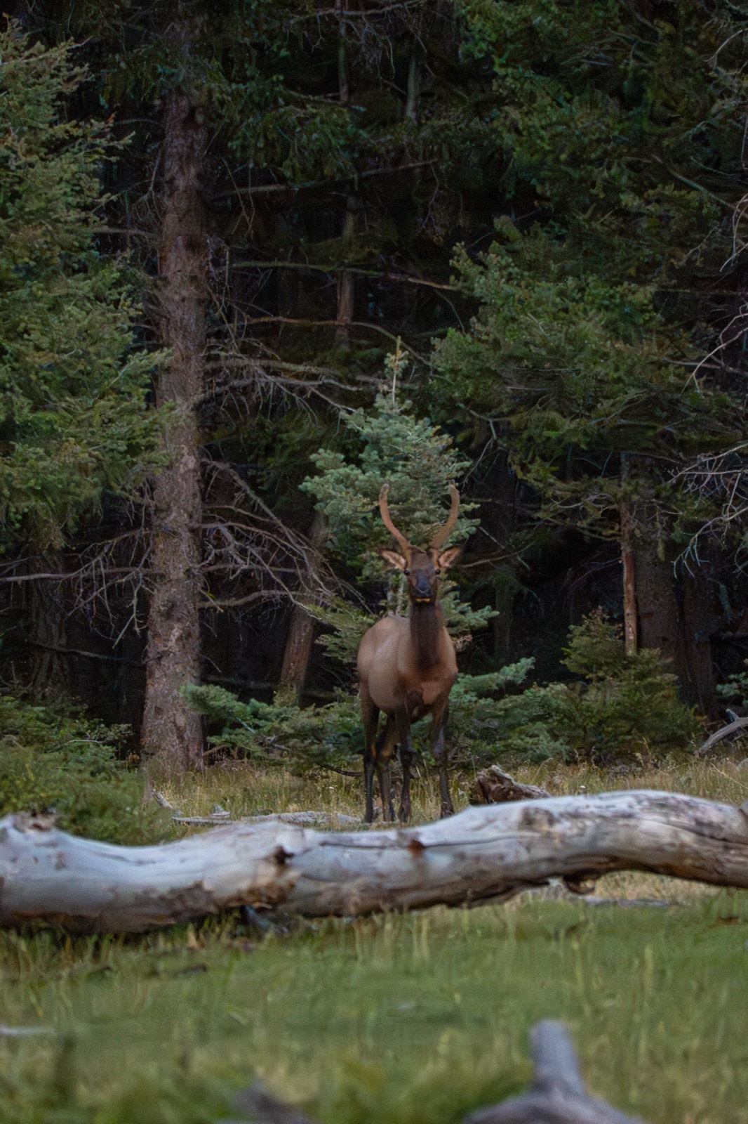 Bull elk standing at the edge of dark timber