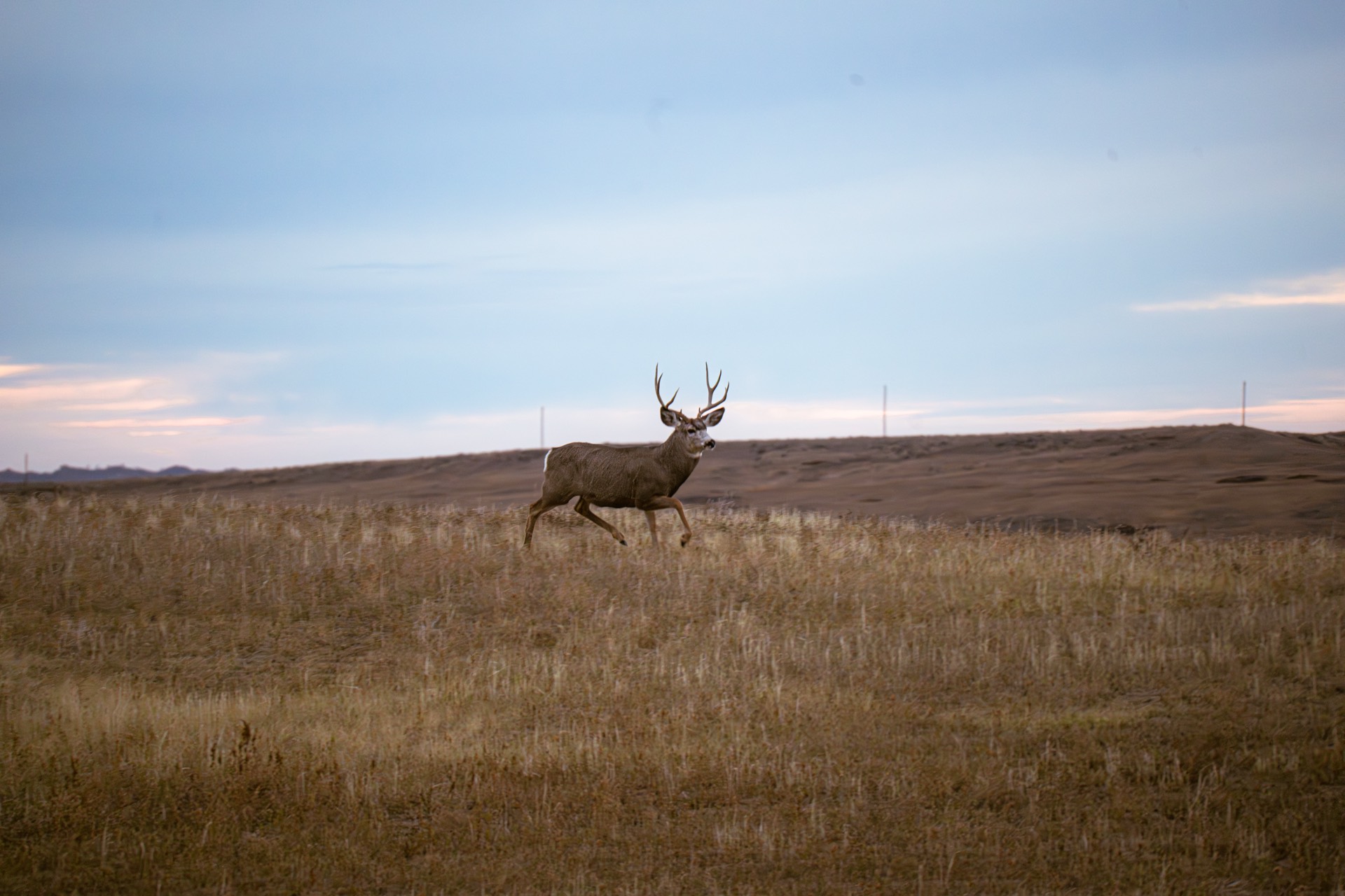 Mule deer buck trotting across open prairie at dusk