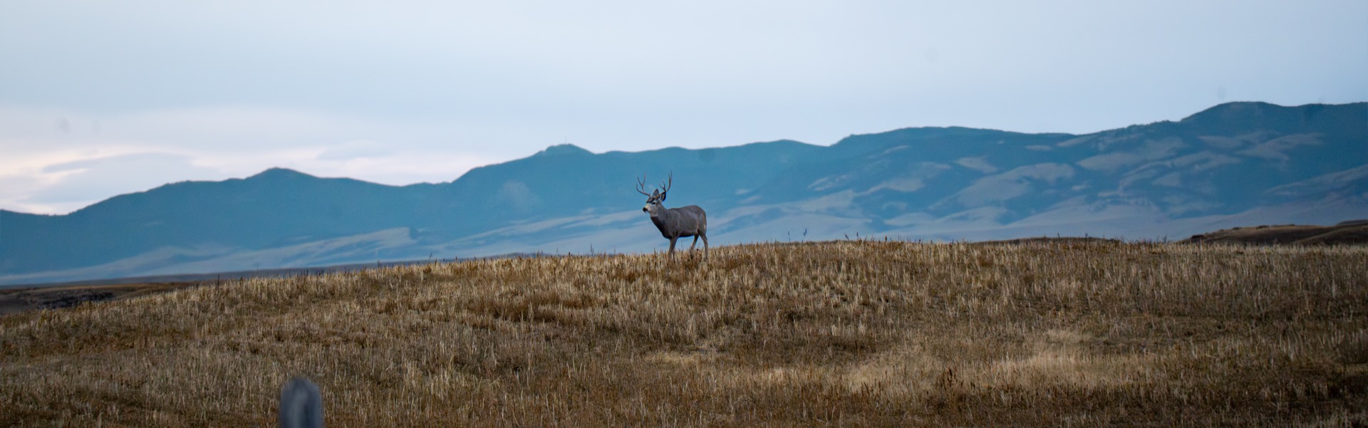 Mule deer buck on a grassy ridge with mountains behind