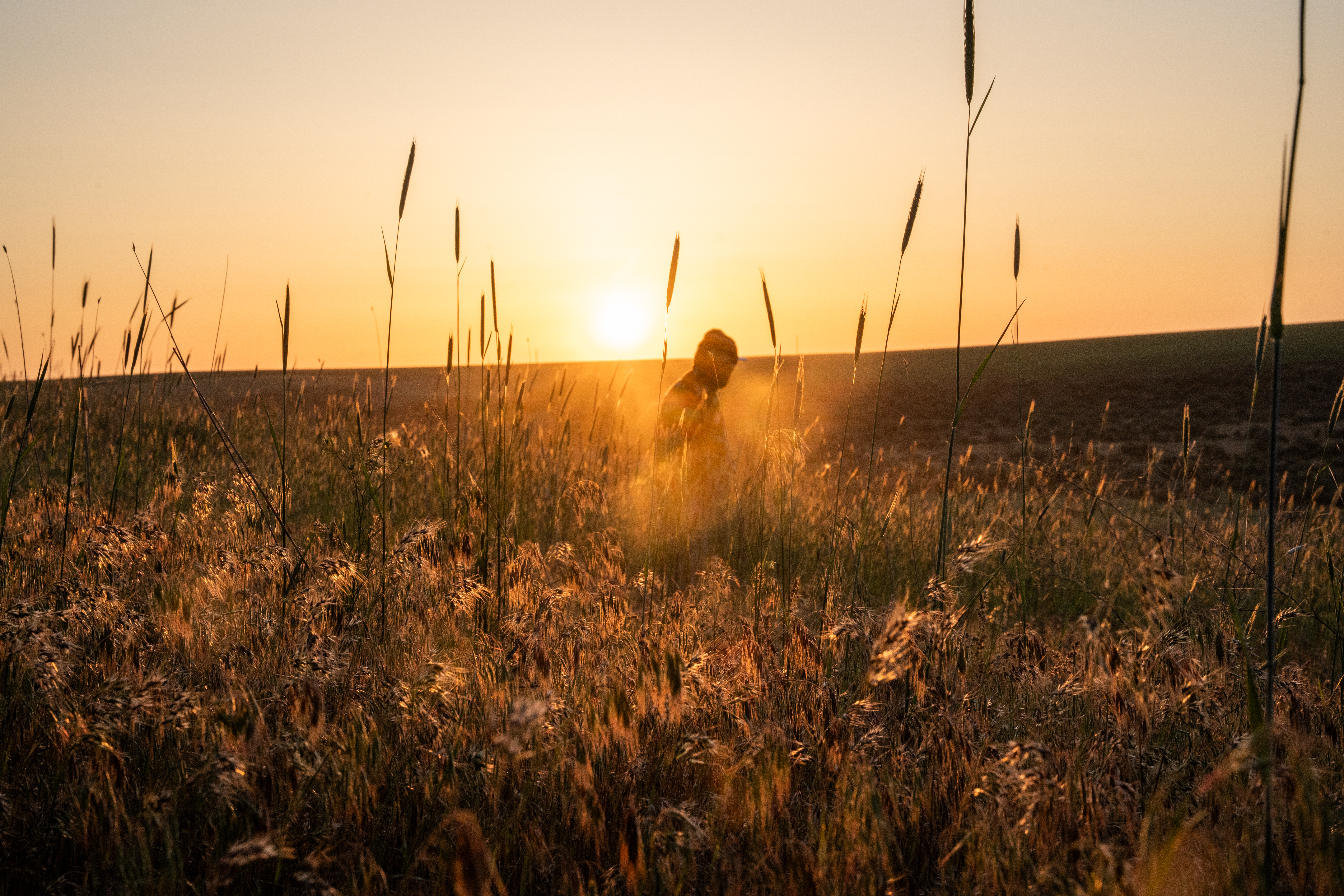 Hunter silhouetted in golden hour grass